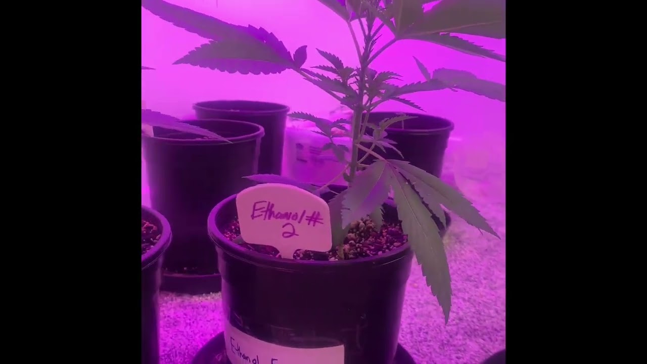 Lit Farms Ethanol & Ice Cream Zoap week 6 update