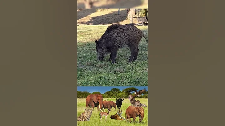 Ferocious Tiger Hunts Wild Boar in the Jungle #TigerAttack #WildBoar #TigerHunt