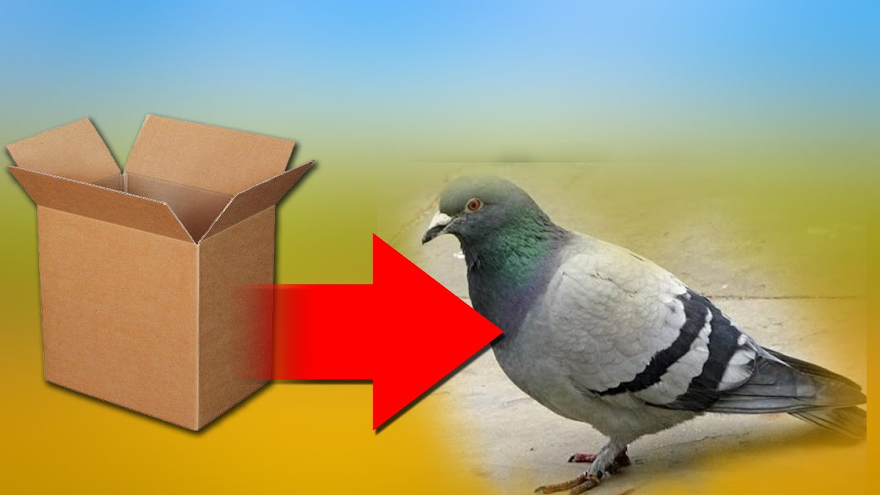  How To Make A Pigeon Trap Step By Step Awesome DIY Bird Trap Made 