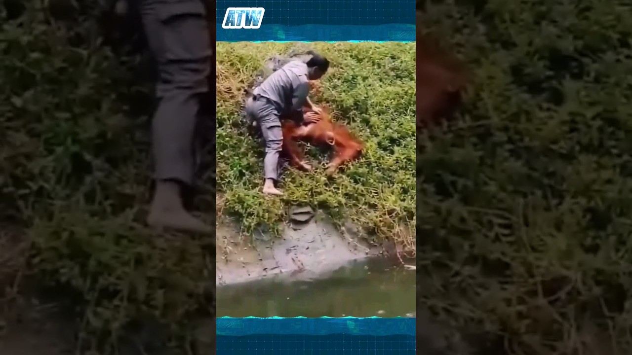 Daring Rescue: Zookeeper Saves Drowning Monkey's Life! 🐒🦸‍♂️