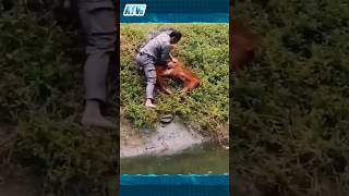 Daring Rescue Zookeeper Saves Drowning Monkeys Life