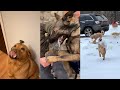 Dogs doing funny things  best of february 2024