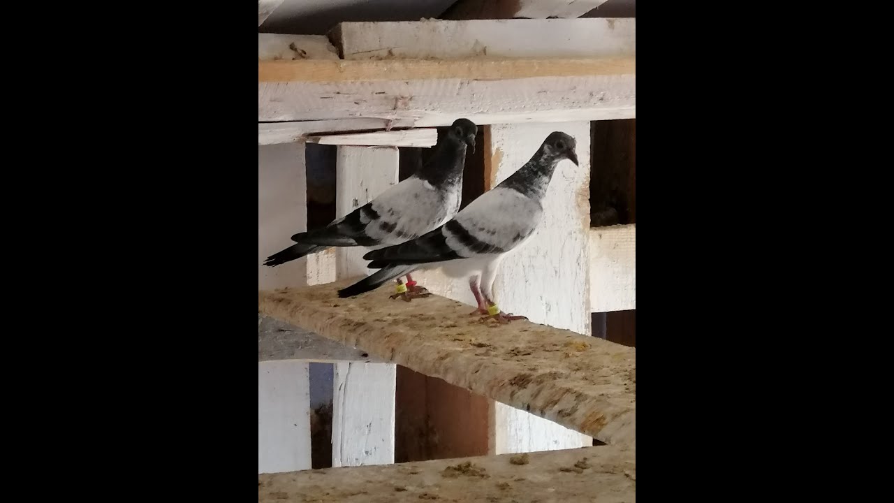 #tip #guvercin uçuşu  karekteristik özelikleri.(tam ekran izleyin.video kalitesini yukseltin)