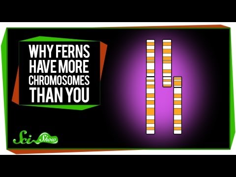 Why Ferns Have More Chromosomes Than You thumbnail