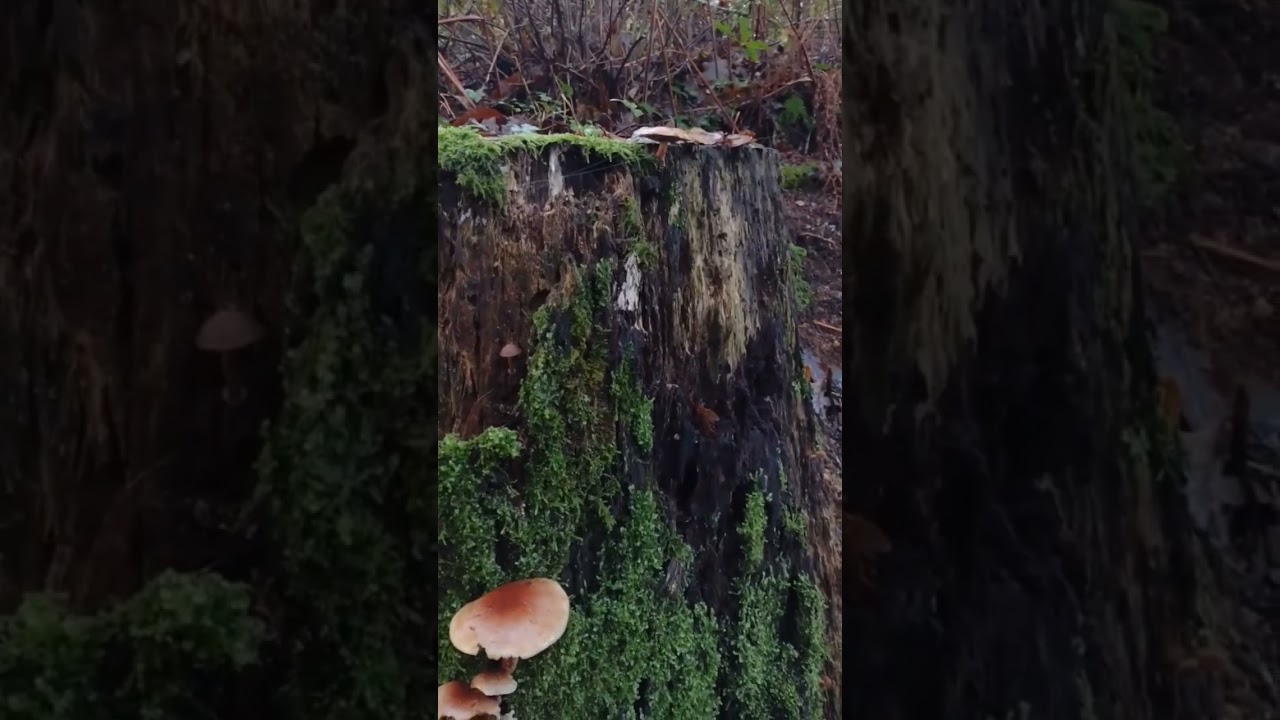 Mushroom Heaven in Galicia / Camino Frances