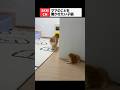 ママ猫を驚かせたくて空回りしちゃう子猫🐾