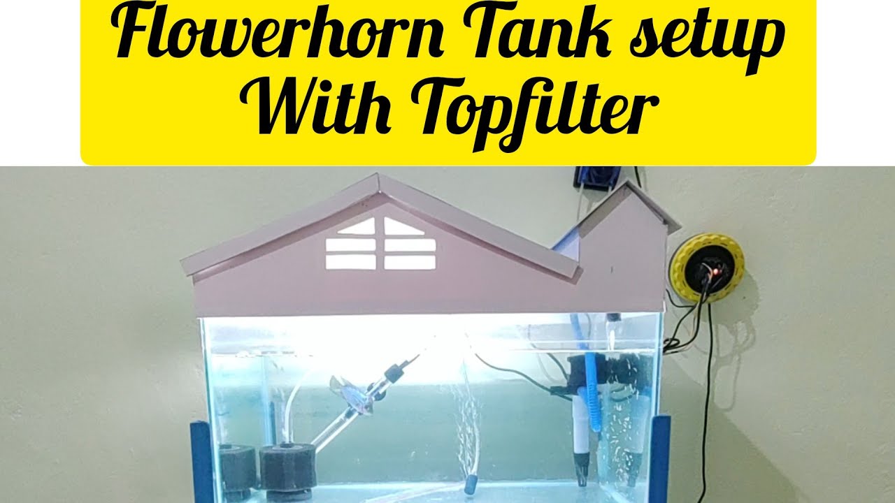 FLOWERHORN TANK SETUP. YouTube