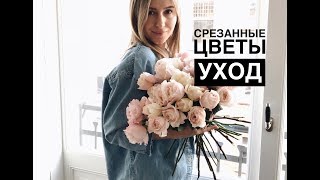 УХОД ЗА СРЕЗАННЫМИ ЦВЕТАМИ/на примере розы Девида Остин/Кейра УХОД ЗА СРЕЗАННЫМИ ЦВЕТАМИ/на примере розы Девида Остин/Кейра