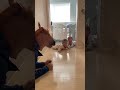 お家が動物園！？ #baby #赤ちゃんのいる生活 #双子