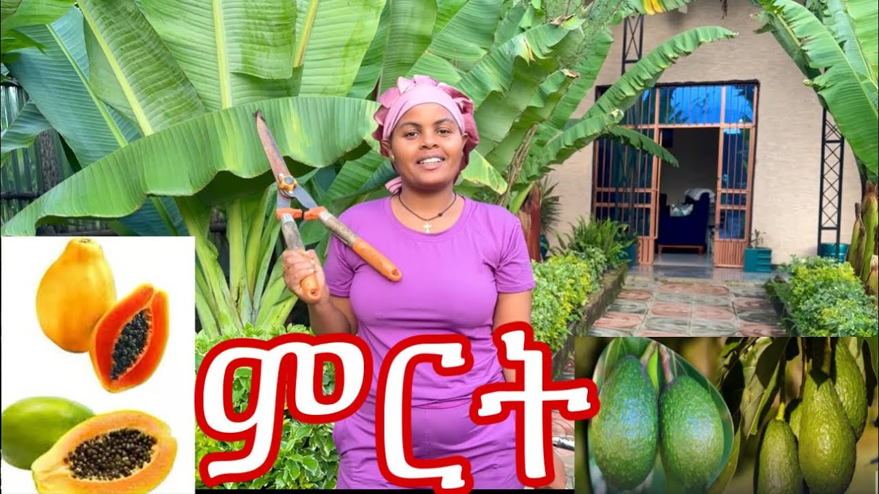 የ እስራኤል  አቮካዶ  ቡና። ፓፓያ  ምርቶች 