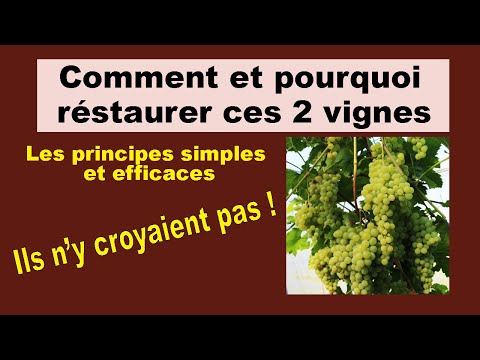 Vidéo: Transplanter des vignes de fleur de la passion - Comment et quand déplacer une vigne de fleur de la passion