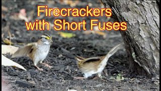 White throated Sparrows Fight: Part 1 (SUPER SL0M0) #BirdsFighting #FlockingBirdsFight #Sparrows