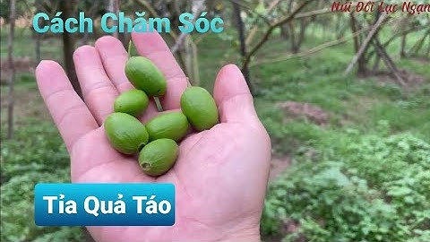 Chia Sẻ Cách Chăm Sóc - Tỉa Quả Táo Lúc Quả Non I Núi Đồi Lục Ngạn
