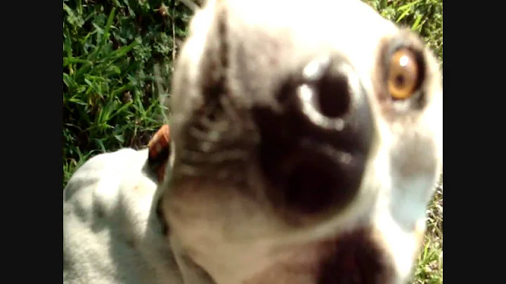 Wonderful Rosie the pointer hound mix