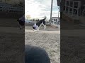 Border Collie Shows Off Bucking Skills