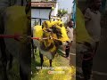 343 சுல்தான்💢மாஸ் அலங்காரம்🥰#massentry #jallikattu #whatsappstatus