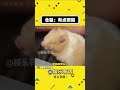仓鼠:有点微鼠了 #万万没想到 #萌宠 #搞笑 #娱乐评论大赏#shorts