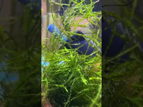 Vídeo: As plantas de dinheiro fornecem oxigênio à noite?