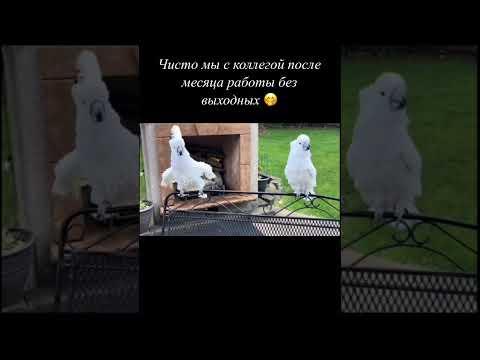 #юмор #шуточное #прикол