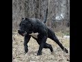 Amazing PRESA CANARIO Dogs