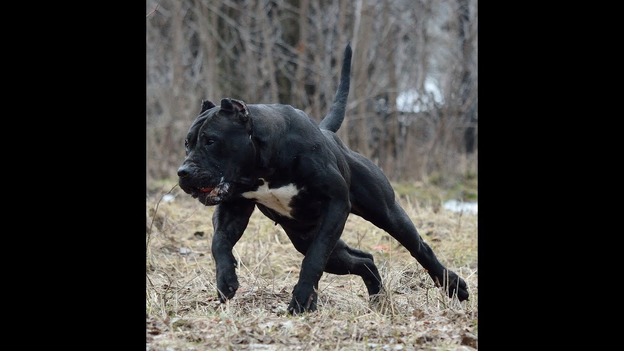 Amazing PRESA CANARIO Dogs