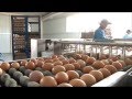 Caso de Producción más Limpia, Producción de huevos