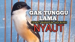 CENDET GACOR Ampuh buat PANCINGAN Cendet agar EMOSI jadi NYAUT BUNYI BONGKAR MATERI ISIAN 