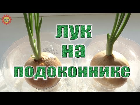 Как выращивать ЛУК в воде и на подоконнике