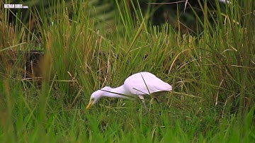 Cò ngàng lớn rình mồi (Great Egret)