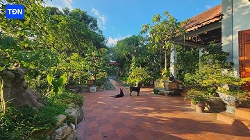 Cây Dâu Tằm và cây Hoa Đại vì sao không ai dám trồng trong sân vườn #tamdaonui  