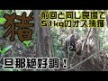 【狩猟】Vol.33 51kgの猪捕獲! 旦那絶好調! 前回と同じ罠場でイノシシが掛かる! ※止め刺し、出血シーンあり注意【猪】【わな猟】