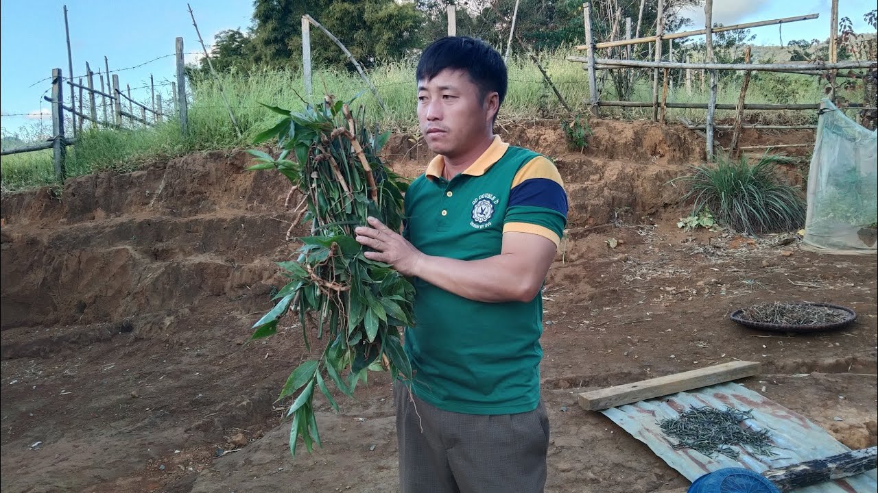 17/11/2020/0302816364 hmoob tshuaj ntsuab