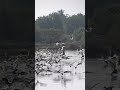 Dance of a Thousand Wings #2.  #birds #mangrove #wildlife#shorts