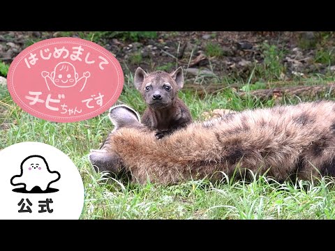 【赤ちゃんが喜ぶ】シナぷしゅ公式はじめましてチビちゃんです～いろんなチビちゃん～まとめ7│赤ちゃんが泣き止む・知育の動画