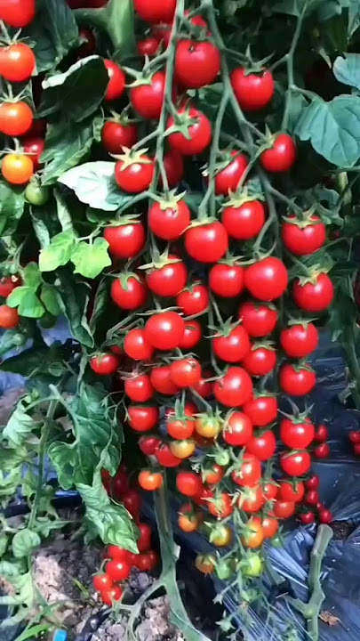 Cherry tomatoes