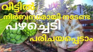 സതപപഴ നടൻ 10 കരണങങൾ Custard Apple Fruit Plant