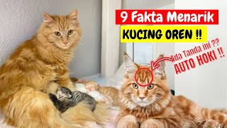 9 FAKTA KUCING ORANGE !! MISTERI KUCING OREN DARI KUCING TABBY SAMPAI KUCING PEMBAWA HOKI