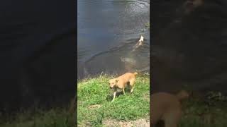 Crocodile and dog fight