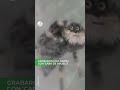 La mitad de las personas no lo ven: Así es la araña con "cara de abuelo" 👴