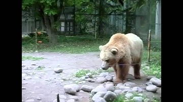 Grizzly Bear Walking (Slow Motion Animation Reference)