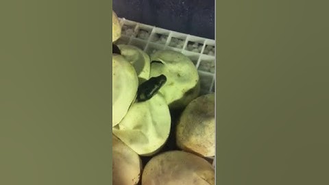 Carpet Pythons Hatching