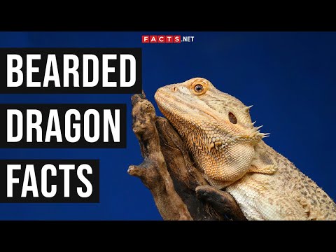 Bearded Dragon Facts About These Exotic Reptiles