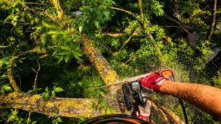 Tree Removal Without Damaging the Old House