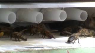 Çift Yollu Polen Toplama Sistemi