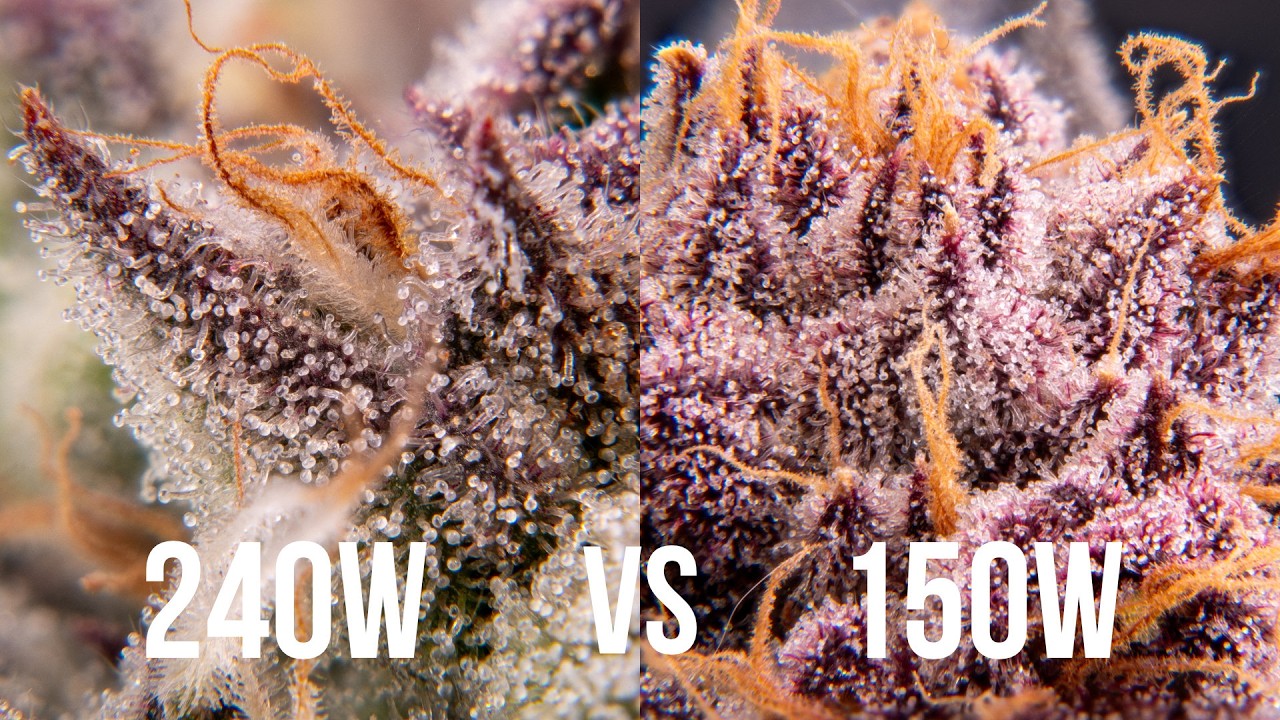 150W vs 240W Lampe - vom Steckling zur Ernte Cannabis Anbau mit Athena