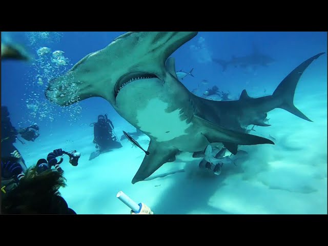GREAT HAMMERHEAD SHARK Dive in Bimini, The Bahamas