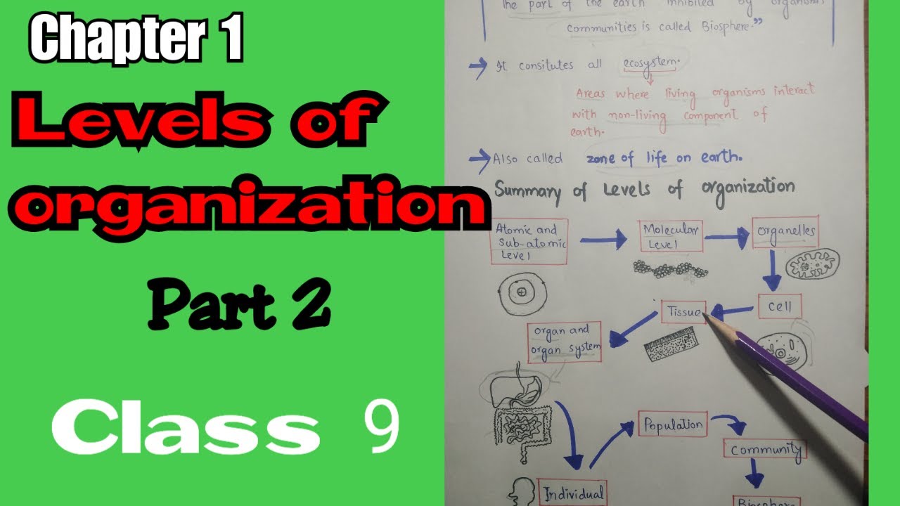 Levels of organization, part 2, chapter 1, Introduction to Biology || class 9