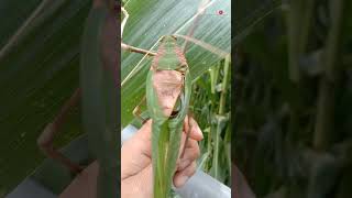 Giant Insect Makes Unbelievable Sounds