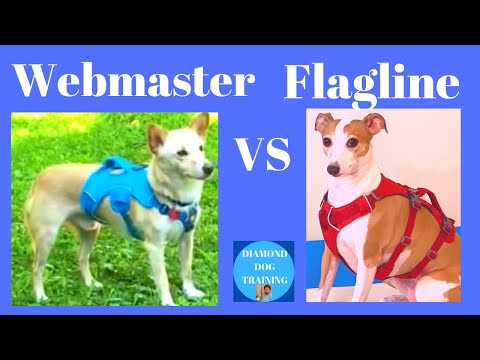 Ruffwear Webmaster vs Flagline Harness Review