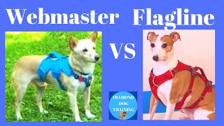 Ruffwear Webmaster vs Flagline Harness Review